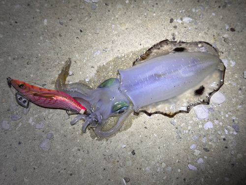 アオリイカの釣果