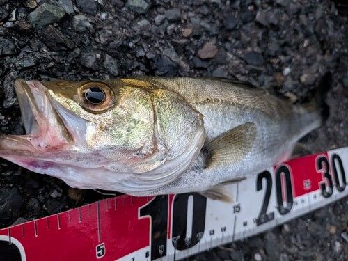 セイゴ（マルスズキ）の釣果