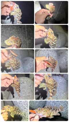 カサゴの釣果