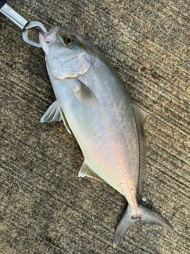 ショゴの釣果