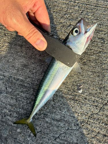 サバの釣果