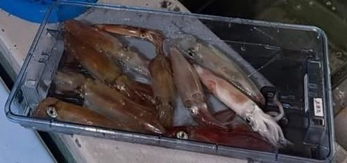 ケンサキイカの釣果