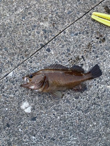 ガヤの釣果