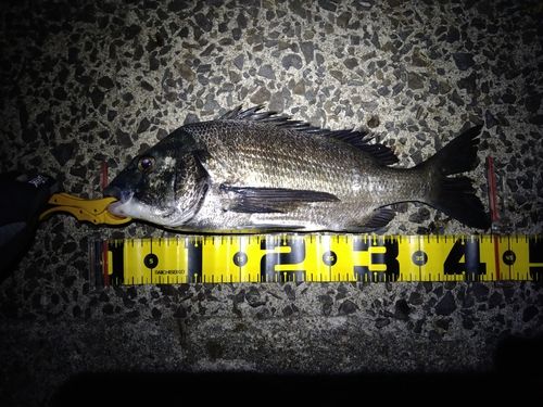 チヌの釣果