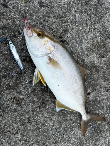ショゴの釣果