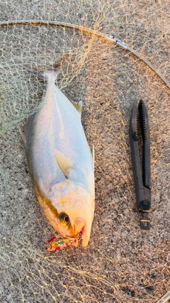 ショゴの釣果