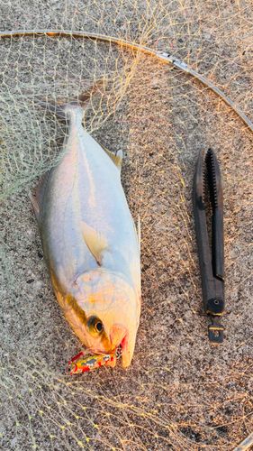 ショゴの釣果