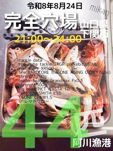 アジの釣果