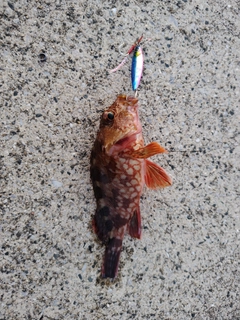ショゴの釣果