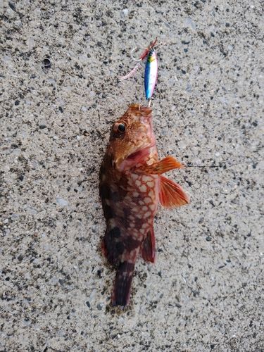 ショゴの釣果
