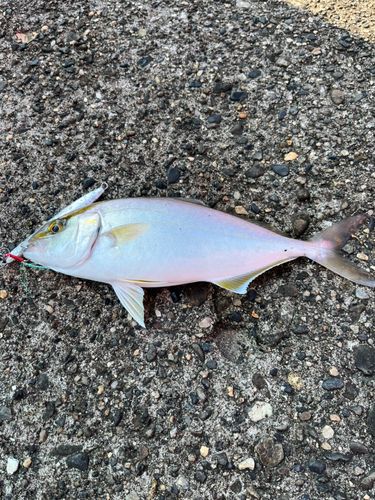 ショゴの釣果