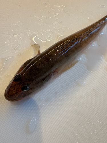 マハゼの釣果
