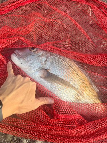 タイの釣果