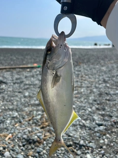 ショゴの釣果