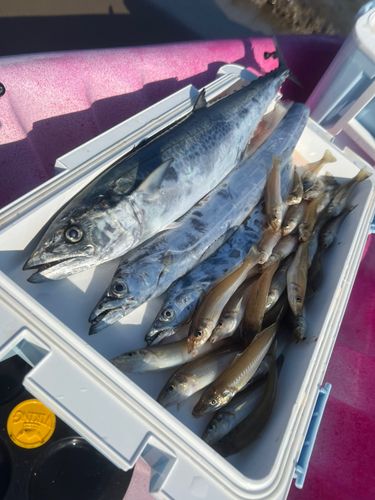 サワラの釣果