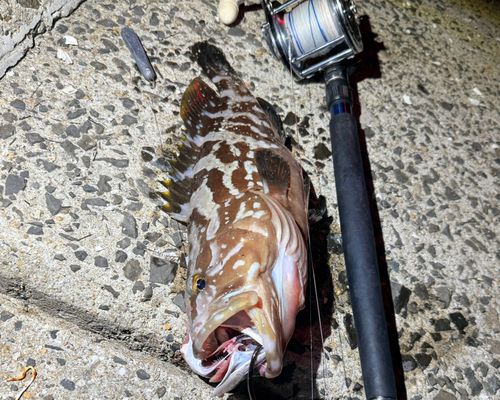 クエの釣果