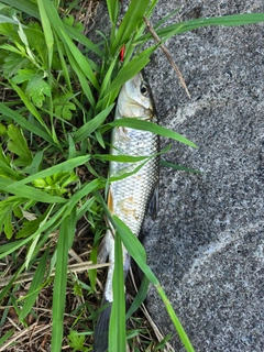 ニゴイの釣果