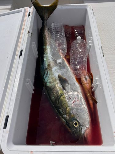 ブリの釣果