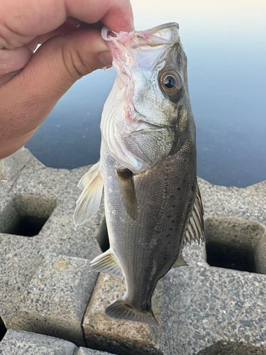 セイゴ（マルスズキ）の釣果