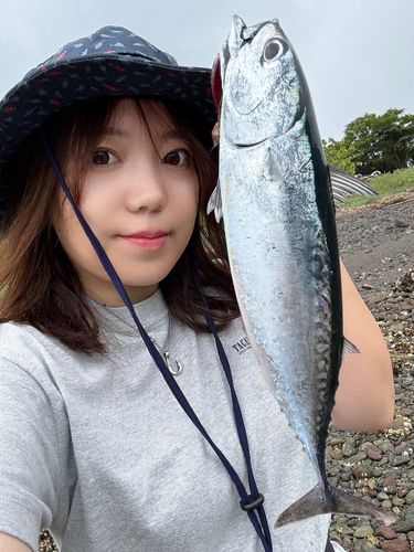 ソウダガツオの釣果