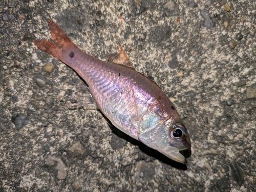 ネンブツダイの釣果