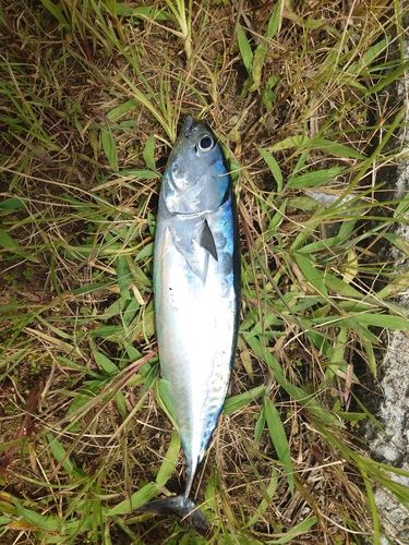 ソウダガツオの釣果