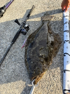 ヒラメの釣果
