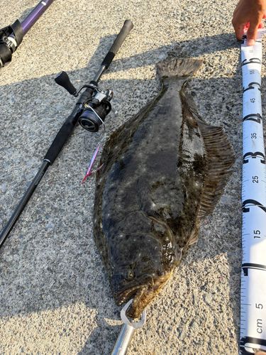 ヒラメの釣果