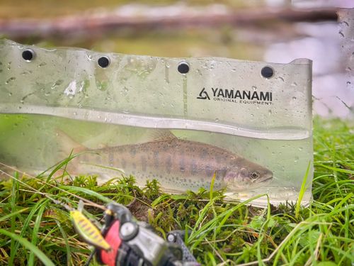 ヤマメの釣果