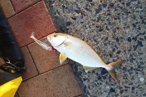 ネリゴの釣果