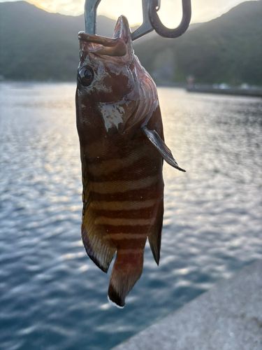 ヤミハタの釣果