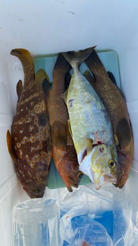キジハタの釣果
