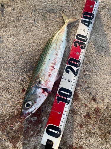 サバの釣果