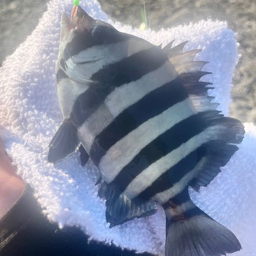 イシダイの釣果
