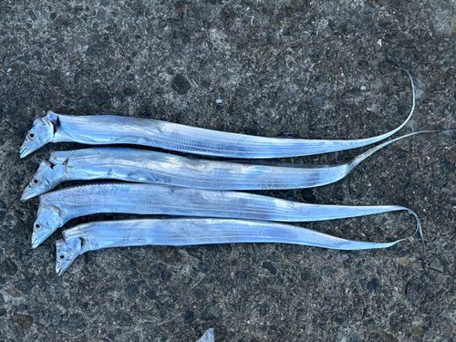 タチウオの釣果