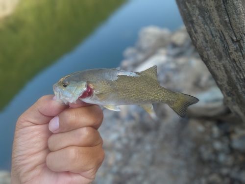 スモールマウスバスの釣果