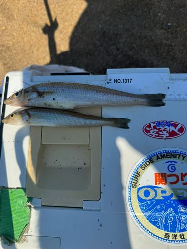 シロギスの釣果
