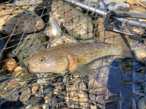 ヌマチチブの釣果