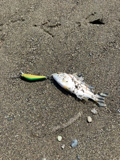 コトヒキの釣果
