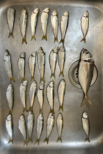 アジの釣果