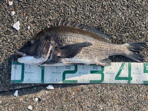 チヌの釣果