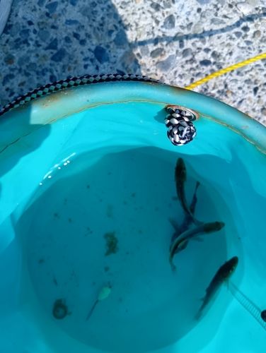 セイゴ（ヒラスズキ）の釣果