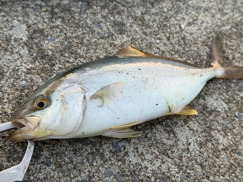 ショゴの釣果