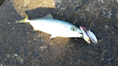 イナダの釣果