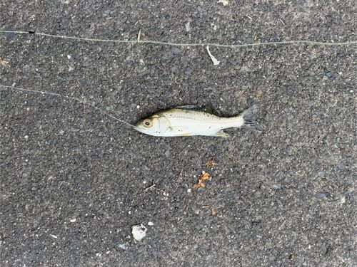 セイゴ（マルスズキ）の釣果