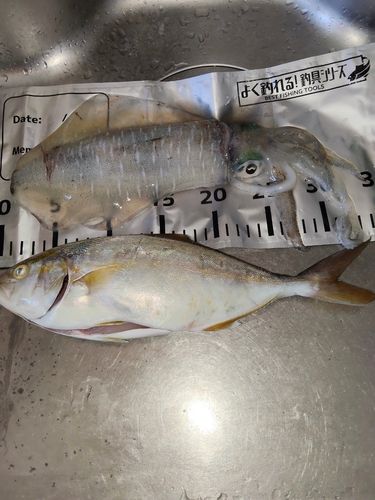ネイリの釣果