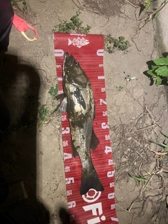 マルスズキの釣果
