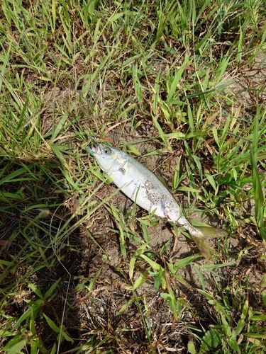 ワカシの釣果