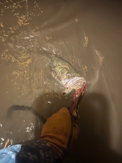 マルスズキの釣果