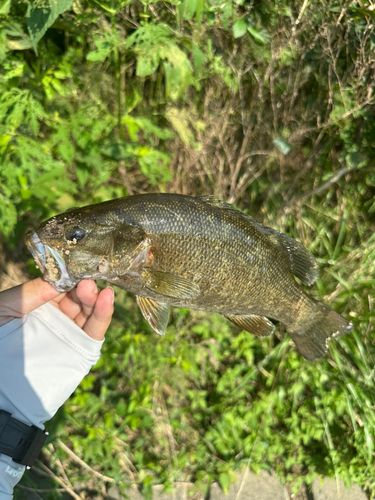 スモールマウスバスの釣果
